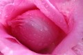 philippe be_chromophylle1_tirage